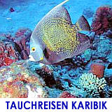 www.karibik-tauchreisen.de - Tauchreisen Karibik, spannende Tauchreisen zu den Hotspots der Karibik, verschiedene Karibik Inseln der Kleine Antillen